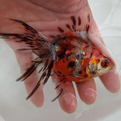 🐟️上個体🐟️平賀産　キャリコ琉金　大き目❗️　約１２センチ前後　№1