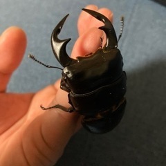 ブータン　アンタエウスオオクワガタ