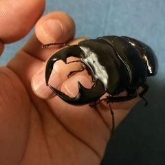 ブータン　アンタエウスオオクワガタの画像