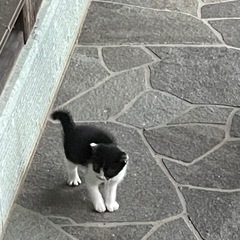 子猫の里親募集　
