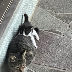 子猫の里親募集　 - 猫
