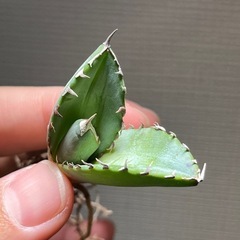 アガベ　オテロイ実生の画像