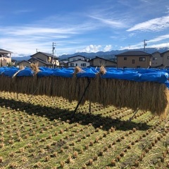 新米 令和7年収穫🌾　ハザ掛米『風さやか』玄米30kgの画像