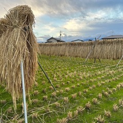 新米 令和7年収穫🌾　ハザ掛米『風さやか』玄米30kgの画像