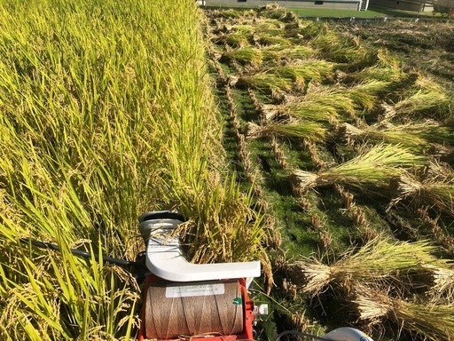 新米 令和6年収穫🌾ハザ掛米『風さやか』玄米30kg (のぶ) 伊那
