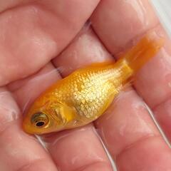 完売🙇🉐特価🉐🐟️玉黄金✨️黄色のキレイな個体です✨️育成、観賞楽しめると思います❗️№１の画像