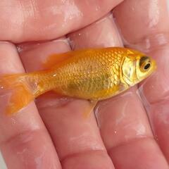 完売🙇🉐特価🉐🐟️玉黄金✨️黄色のキレイな個体です✨️育成、観賞楽しめると思います❗️№１の画像