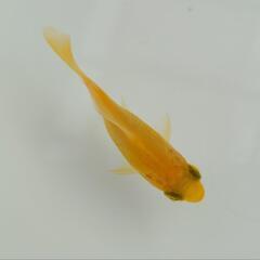 完売🙇🉐特価🉐🐟️玉黄金✨️黄色のキレイな個体です✨️育成、観賞...