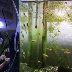 大人気のため復活✨ミナミヌマエビ 1匹10円！ メダカのお供の画像