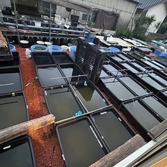 メダカ掬いの画像