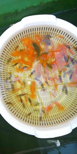 土佐錦魚・土佐錦（土佐金）稚魚100匹程度