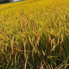 新米玄米30kg北川町産ヒノヒカリ
