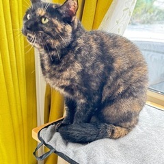 【里親募集】さび猫♀ 2歳くらい