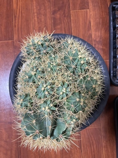 王冠竜モンスト サボテン 多肉植物 金鯱 異常繁殖 アガベ