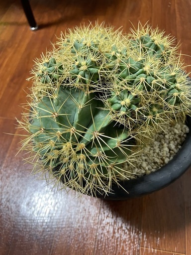 激安アウトレット caサボテン 楽天市場】多肉植物 金鯱 多肉植物