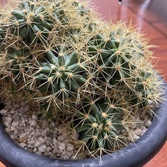 王冠竜モンスト サボテン 多肉植物 金鯱 異常繁殖 アガベ シャーク