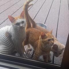 子猫兄弟里親募集