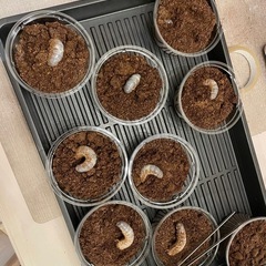 国産カブトムシ幼虫