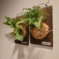 着生シダ植物 板付け2点セット(ダバリア＆ビカクシダ)