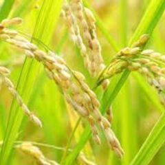 和歌山産　新米（令和６年）　ヒノヒカリ　玄米30kg