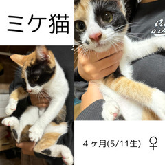 三毛猫、メス、４ヶ月
