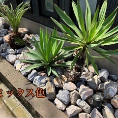 割栗石、ドライガーデン、庭石、ロックガーデン値下げ中！の画像