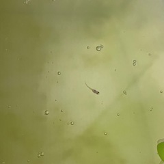ミックスメダカ稚魚、タニシとゾウリムシ付き！