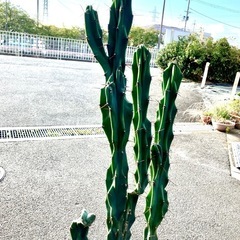 サボテン　ドライガーデン　観葉植物　アガベ　ビックサイズ