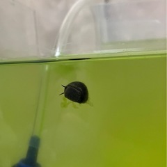 ミックスメダカ稚魚、タニシとゾウリムシ付き！の画像