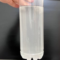 ミックスメダカ稚魚、タニシとゾウリムシ付き！の画像