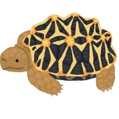 リクガメ飼育グッズ🐢