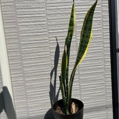 観葉植物 サンスベリア19の画像