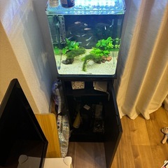 30センチ水槽セット、台付き🎵の画像