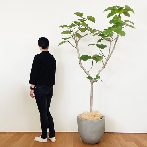 観葉植物 フィカス ウンベラータ 200cm