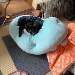 黒白ちゃん
