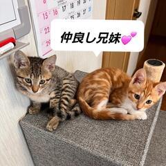 可愛さ爆発★小さな怪獣たち！