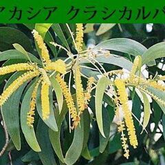 ✿本物のアカシア生有機はちみつ2種セット {マンギウム✿クラシカルパ}✿の画像
