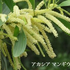 ✿本物のアカシア生有機はちみつ2種セット {マンギウム✿クラシカルパ}✿の画像