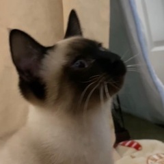 中春日の自宅の窓から猫さんが脱走