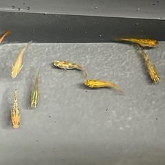 ミックスメダカ 若魚10匹＋α