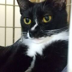 靴下柄の陽気で甘え上手な南さん 黒白姉妹で♪ - 横浜市