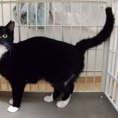 靴下柄の陽気で甘え上手な南さん 黒白姉妹で♪ - 猫