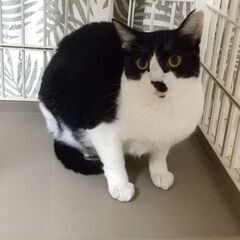 靴下柄の陽気で甘え上手な南さん 黒白姉妹で♪ - 里親募集