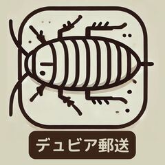 【郵送・ネット決済】自家繁殖のデュビアSS～Mサイズです。1匹5...