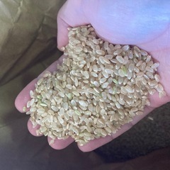 令和6年度産コシヒカリ10kg