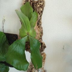 ビカクシダ　相談中　の画像