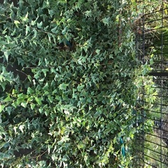 観葉植物　アイビー　あげます