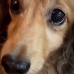 ミニチュアダックスフンドの男の子安易な気持ちで応募しないで下さい。