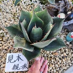 アガベ　パラサナ錦　1鉢 ⭕ファイヤーボールです