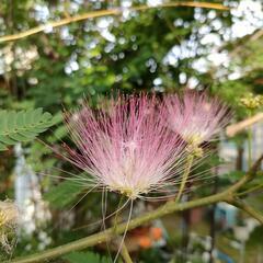 ねむの木のサヤ付き種